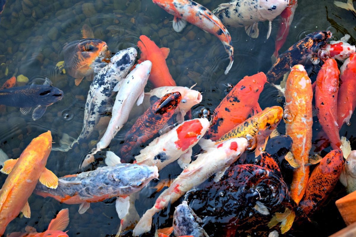 teuerster koi