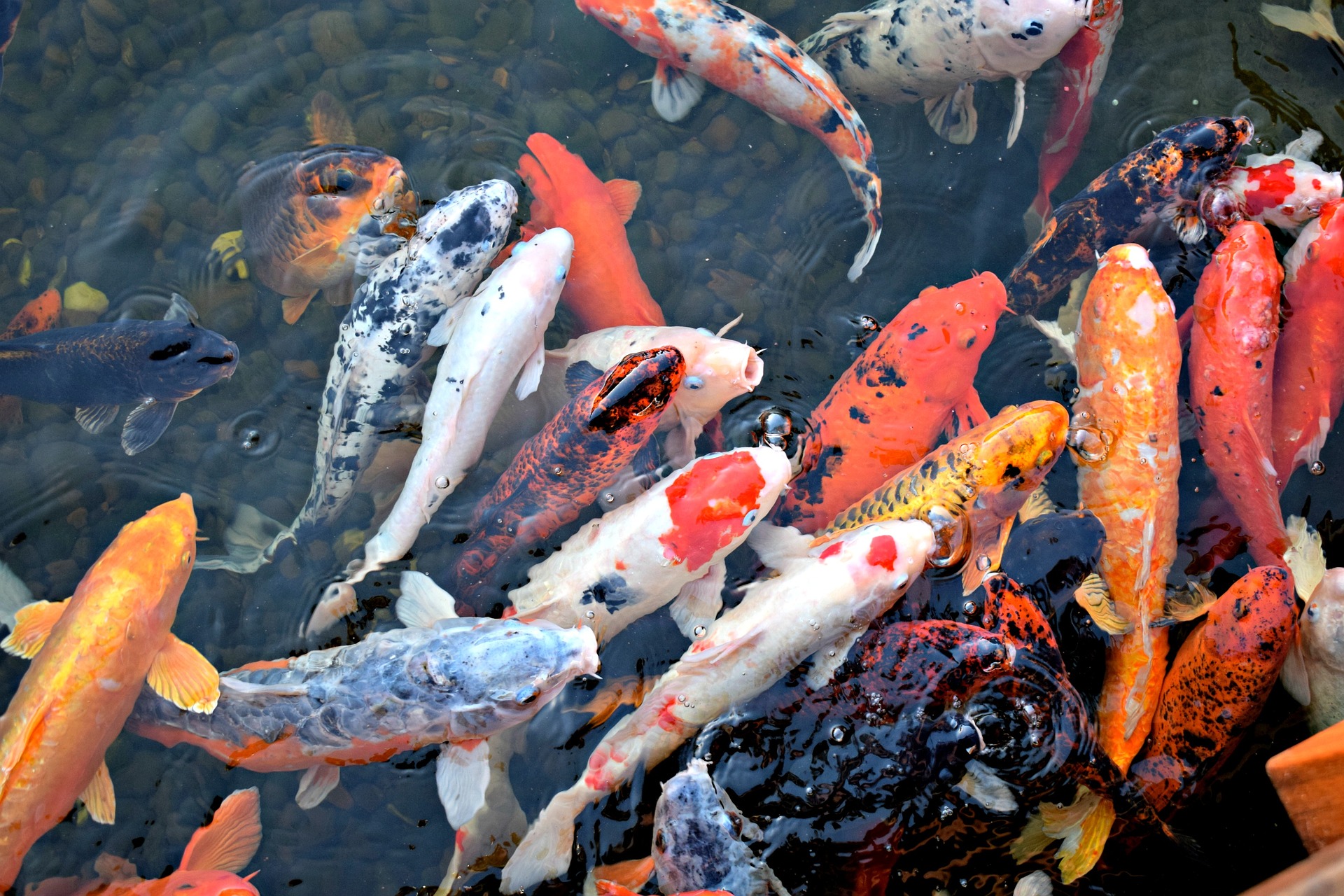 teuerster koi