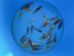 Eurokoi 12-14cm Koi Mix – Bild 3