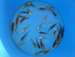 Eurokoi 12-14cm Koi Mix – Bild 6