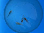 Eurokoi 12-14cm Koi Mix – Bild 5