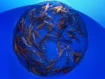 Eurokoi 12-14cm Koi Mix – Bild 2