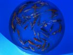 Eurokoi 12-14cm Koi Mix – Bild 4