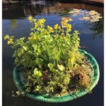 Schwimmende Pflanzeninsel – Bild 3
