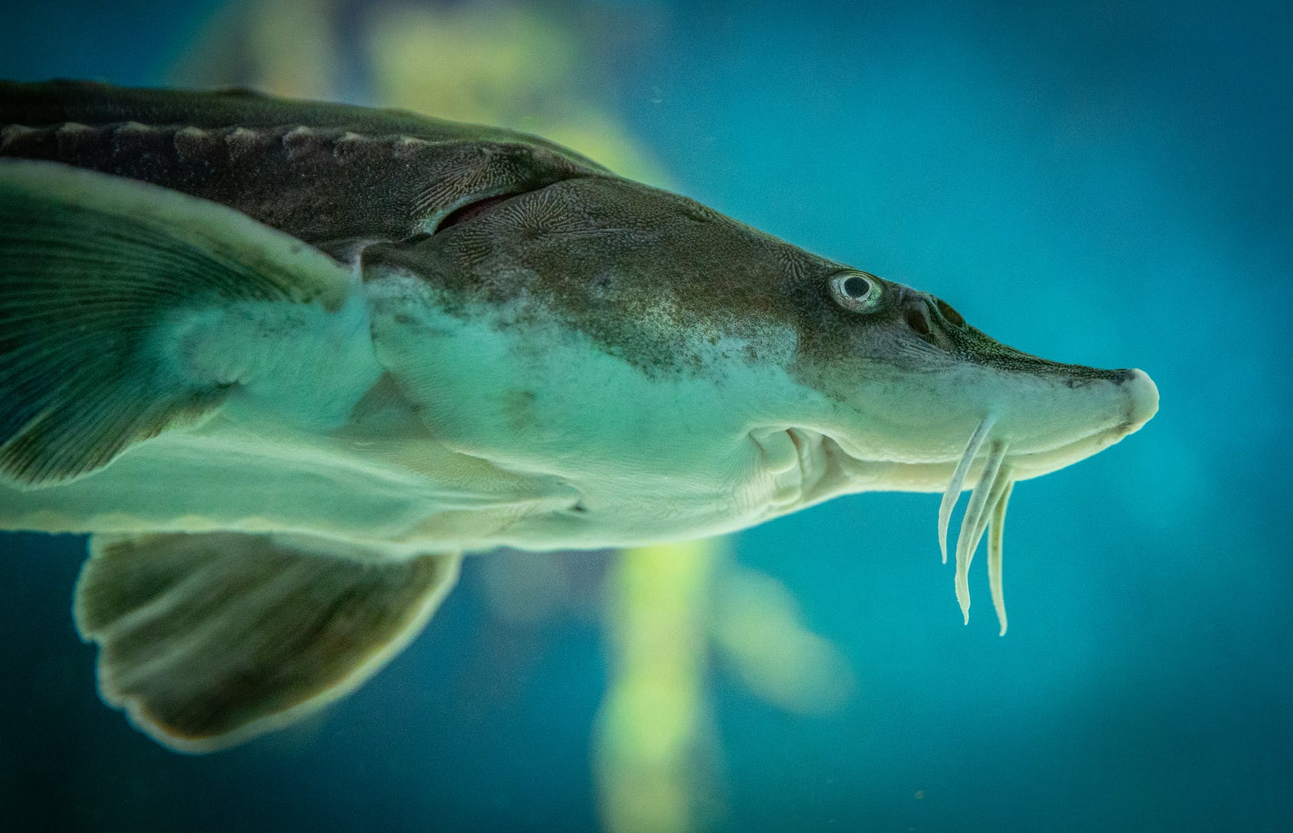 sturgeon fish swimming in aquarium