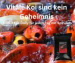 KENJI KOI Daily Food - Für die ganze Saison 5kg – Bild 5