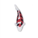 Koi Magnet – Bild 7