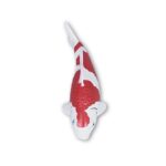 Koi Magnet – Bild 2