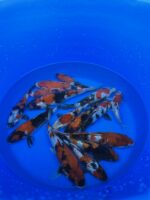 Japankoi Showa Mix 18-20cm – Bild 2