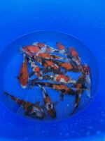 Japankoi Showa Mix 18-20cm – Bild 3