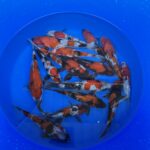 Japankoi Showa Mix 18-20cm