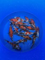 Japankoi Showa Mix 18-20cm