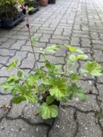 Bachnelkenwurz - Teichpflanze – Bild 2