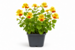 Gauklerblume Teichpflanze – Bild 2