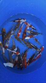 Ikarashi Tosai Koi Mix 13-16cm – Bild 2