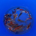 Ikarashi Tosai Koi Mix 13-16cm