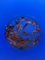 Ikarashi Tosai Koi Mix 13-16cm