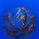 Oofuchi Japankoi Tosai Mix 13-15cm