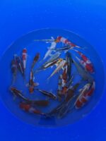 Oofuchi Japankoi Tosai Mix 13-15cm