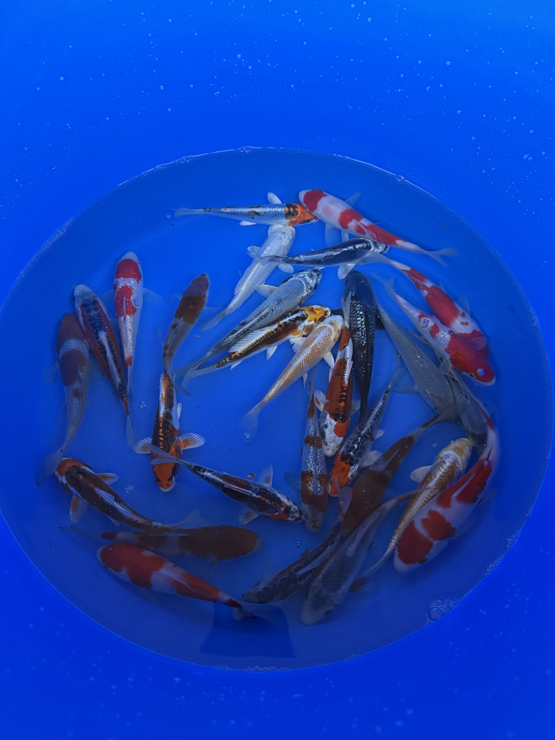 Oofuchi Koi Farm Tosai Mix Oofuchi Japankoi Tosai Mix 13-15cm – Bild 1