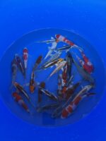 Oofuchi Japankoi Tosai Mix 13-15cm – Bild 4