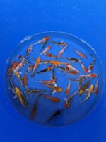 A-Koi Mix 8-10cm – Bild 4