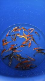A-Koi Mix 8-10cm – Bild 5