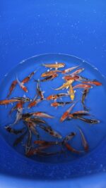 A-Koi Mix 8-10cm – Bild 2
