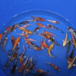 A-Koi Mix 8-10cm