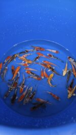 A-Koi Mix 8-10cm