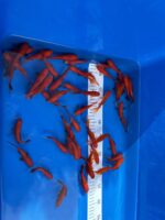 Goldfische 7-10cm – Bild 2