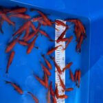 Goldfische 7-10cm