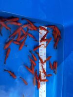 Goldfische 7-10cm