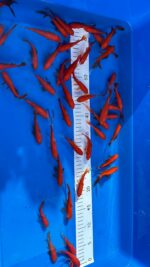Goldfische 7-10cm – Bild 3