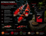 KENJI KOI Color Intense
