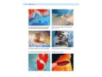 Patient Koi von Sandra Lechleiter – Bild 5
