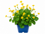 Sumpfdotterblume - Teichpflanze – Bild 2