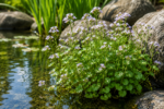 Wiesenschaumkraut - Teichpflanze