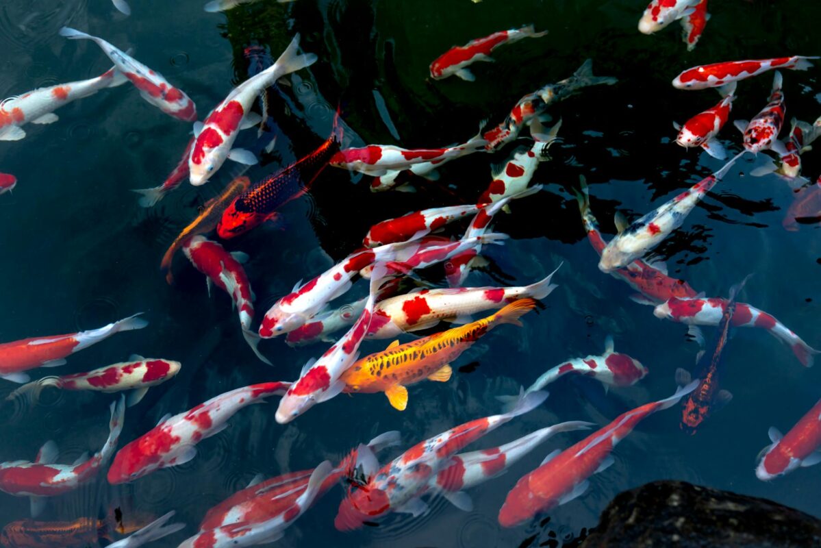 koi fish